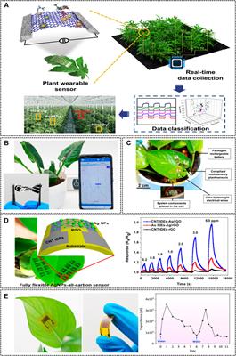 Electrochemical Sensors for Sustainable Precision Agriculture—A Review